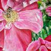 Wild Rose with Bee