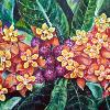 Milkweed