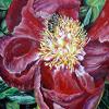 Peony with Bee