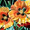 Orange Desert Flowers