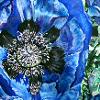 Blue Poppy